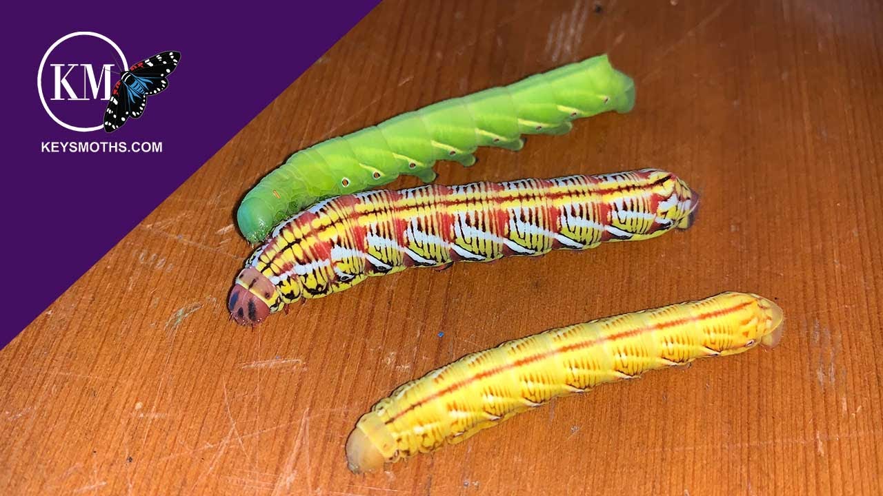 CATERPILLAR ANATOMY & DIFFERENT COLOR FORMS
