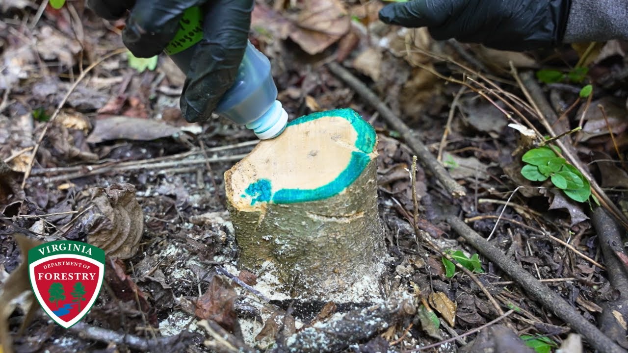 Methods for Treating Invasive Plants with Chemicals