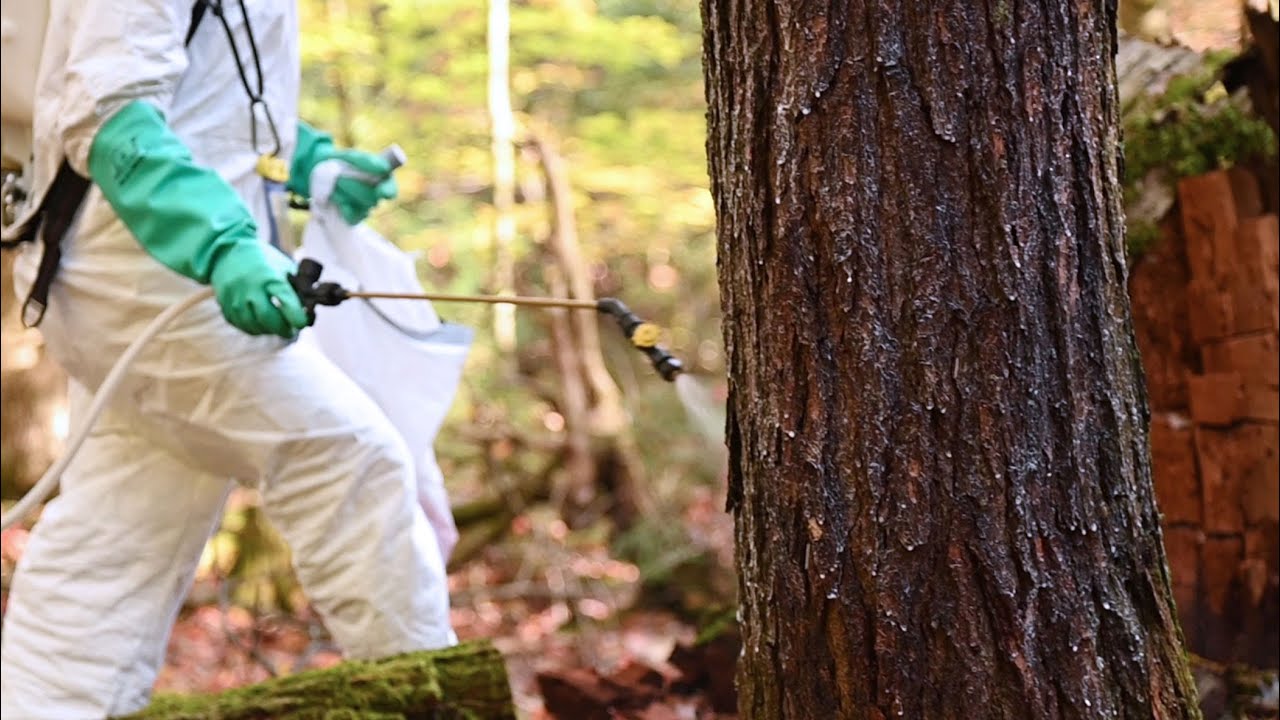 Treating for Hemlock Woolly Adelgid on Lake George