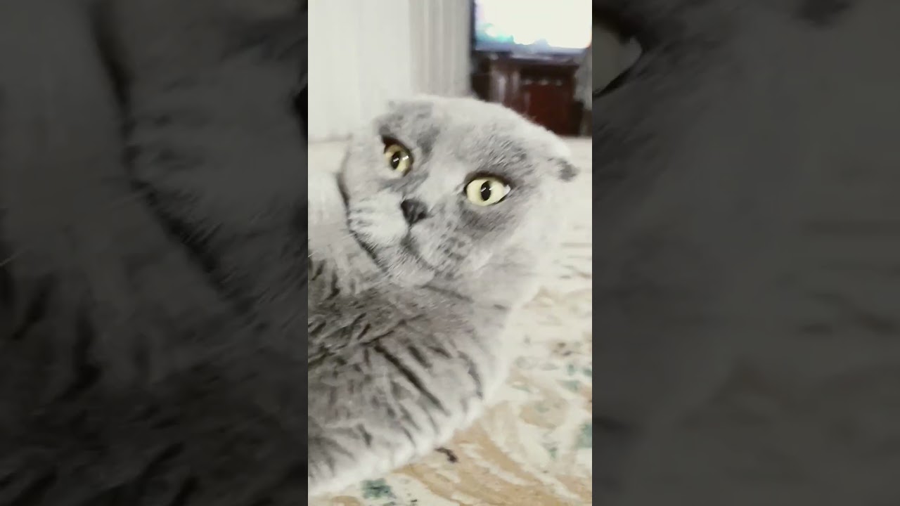 #cat #мартин #catlover