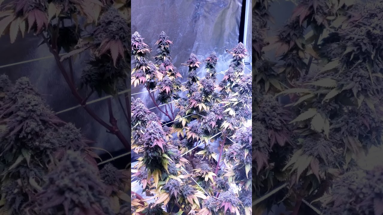 **Day 61 flowering Chemdog#4,  OG Fire, OG kush, Mexican haze, Blueberrykush**Harvest