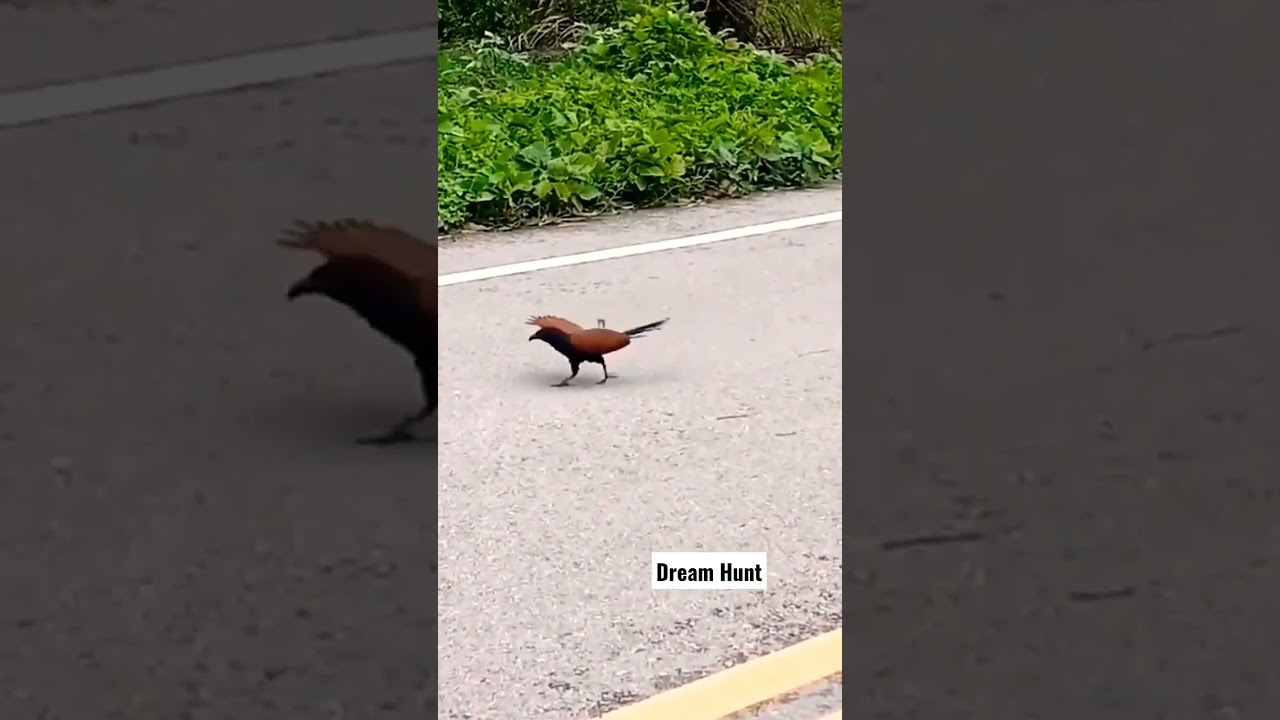 #Greater coucal#snake#fight#kaduva #prithviraj #palapalli #Drean Hunt