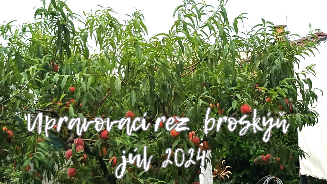 Upravovací rez broskýň júl 2024