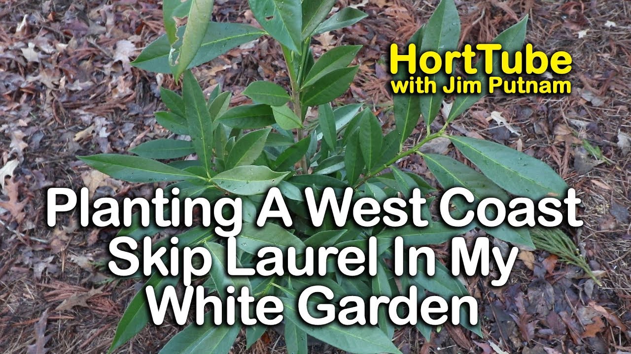 How to grow West Coast Skip Laurel - Upright English Laurel