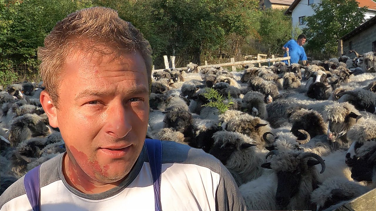 Napustio Njemačku bauštelu zbog čuvanja ovaca