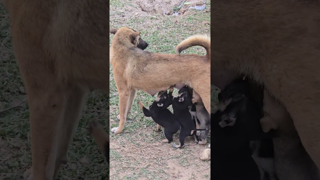 hungry hungry puppies in muang ngoy laos