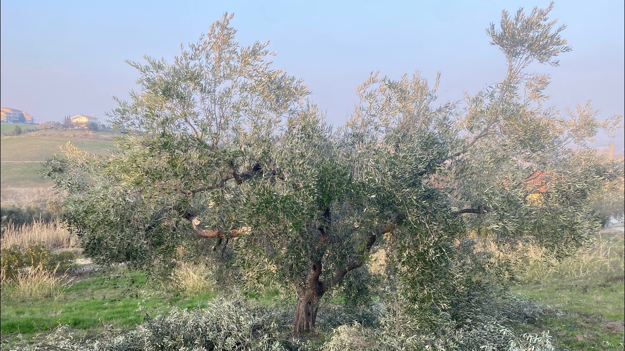 Potatura Olivo varietà Leccino. Sesto di impianto largo. Preparazione al rinnovo e sfoltitura.