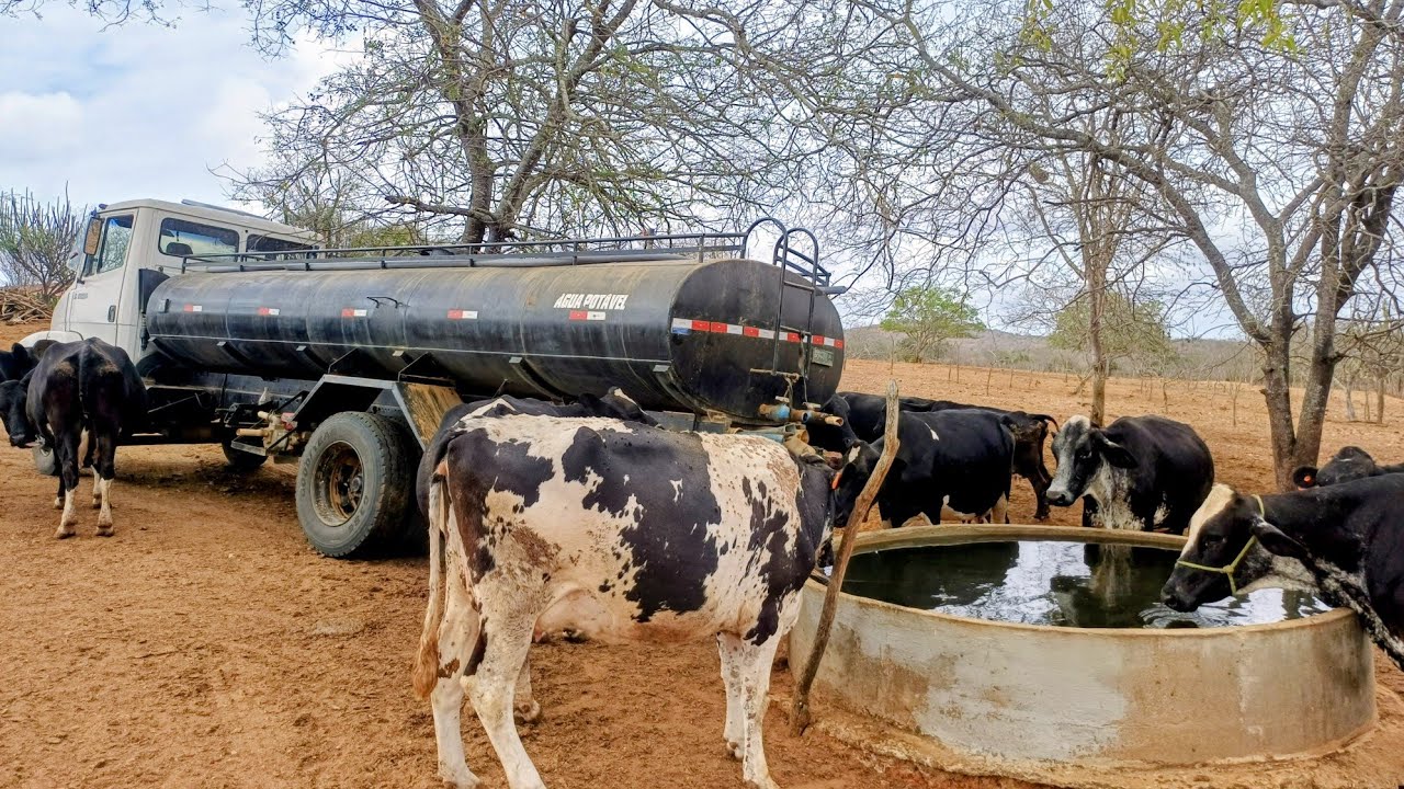 ÁGUA PARA AS VACAS, COMPRAMOS MAIS UMA CARRADA D'AGUA. 