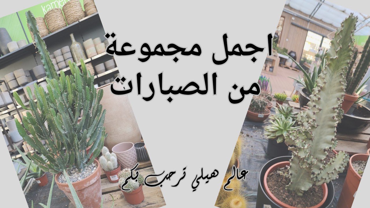 زيارتي للمشتل ومع اجمل مجموعة من الصبارات