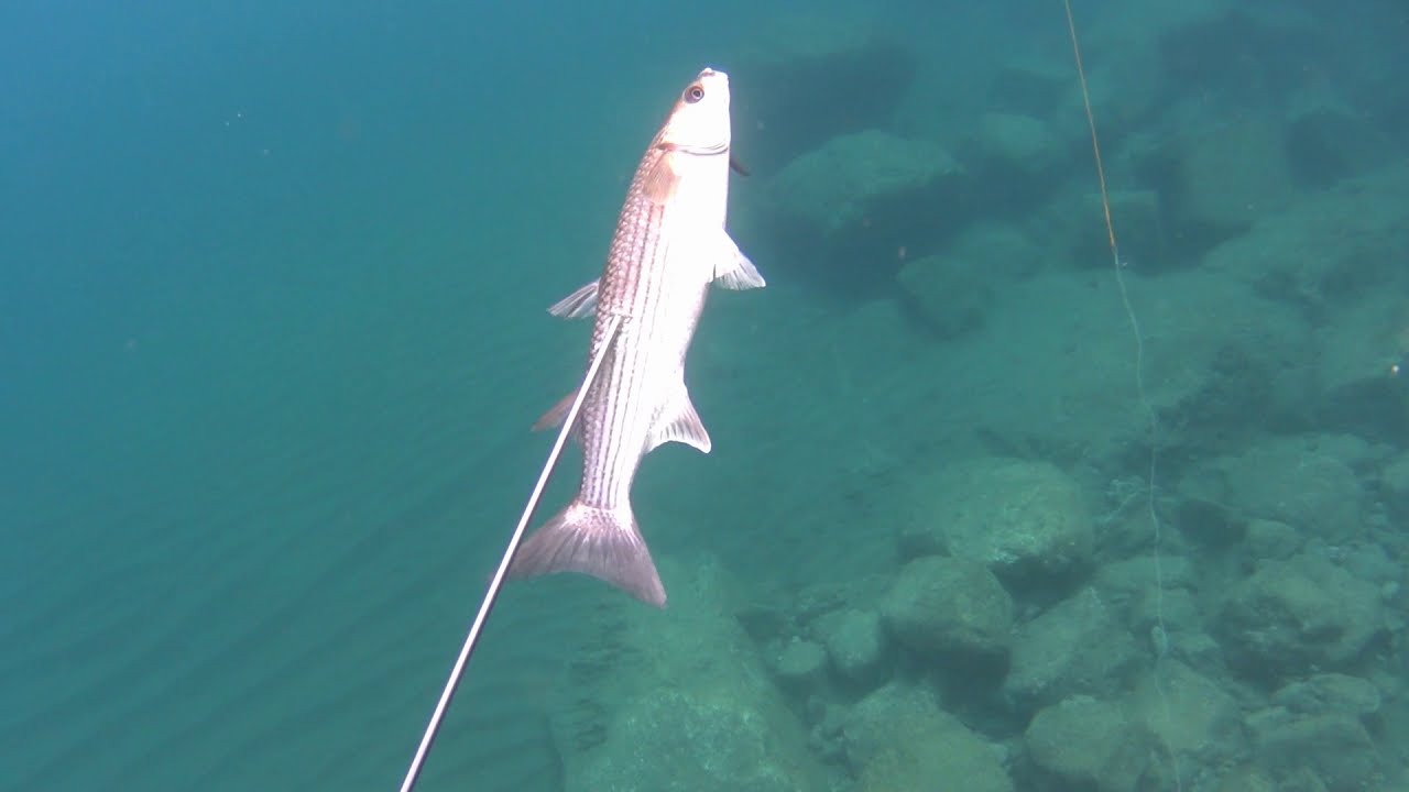 ➡️SpearFishing Adventures in Shallow Water⬅️ ΡΗΧΆ ΚΑΡΤΕΡΊΑ KAI ΒΟΛΕΣ ΑΠΌ ΤΗΝ ΕΠΙΦΆΝΕΙΑ