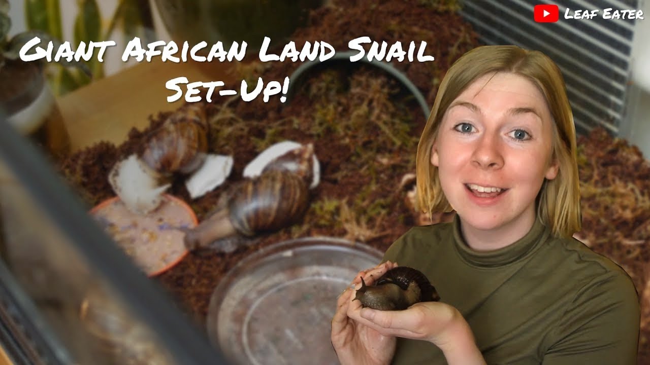 Giant African Land Snail Set-Up! || Leaf Eater