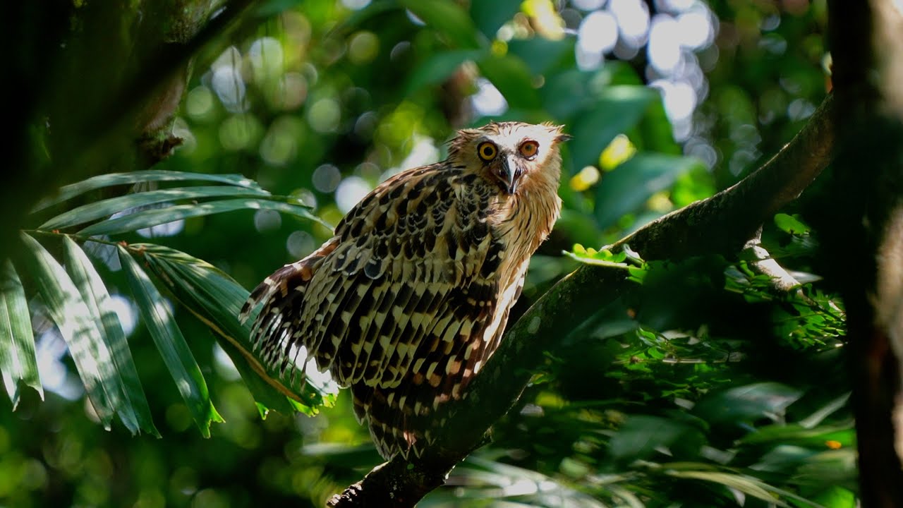 Buffy Fish Owl's call