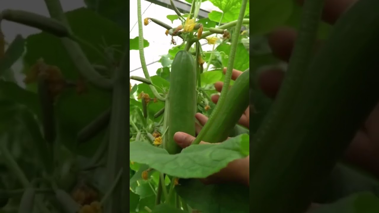 Harvest time/Enjoying life in countryside #fruit #harvesting #vegetable #harvest #amazingnature