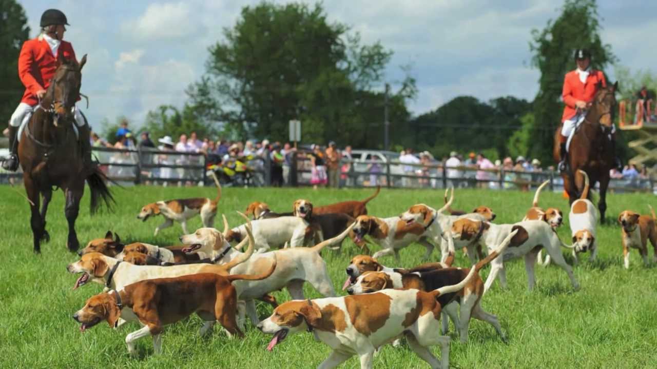 Radnor Hunt Races