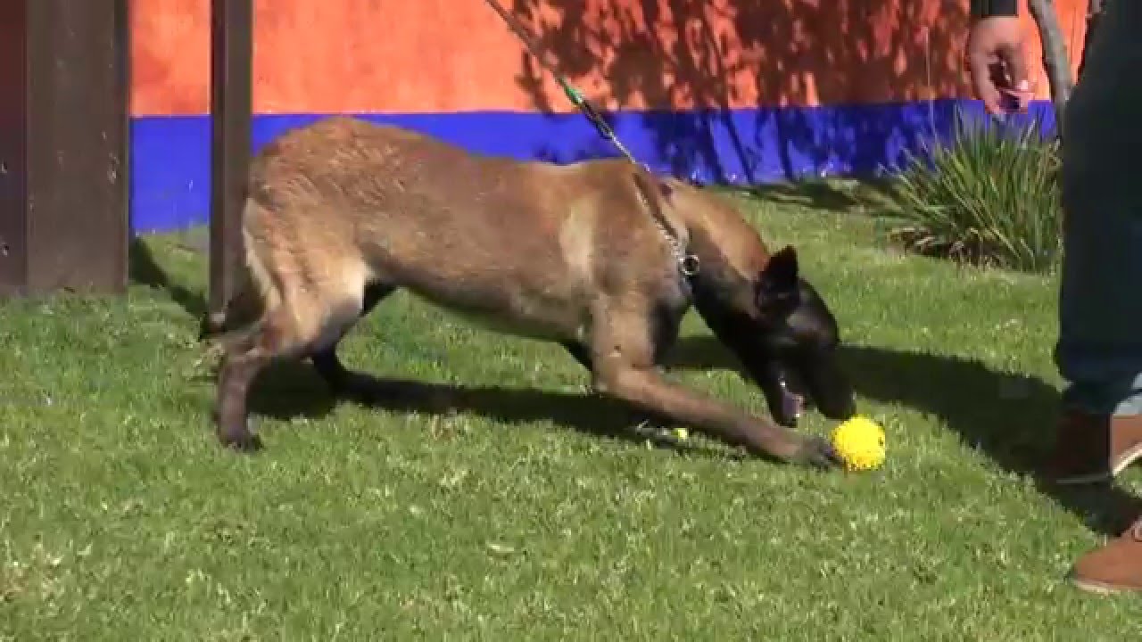Entrenamiento para tu perro parte 1