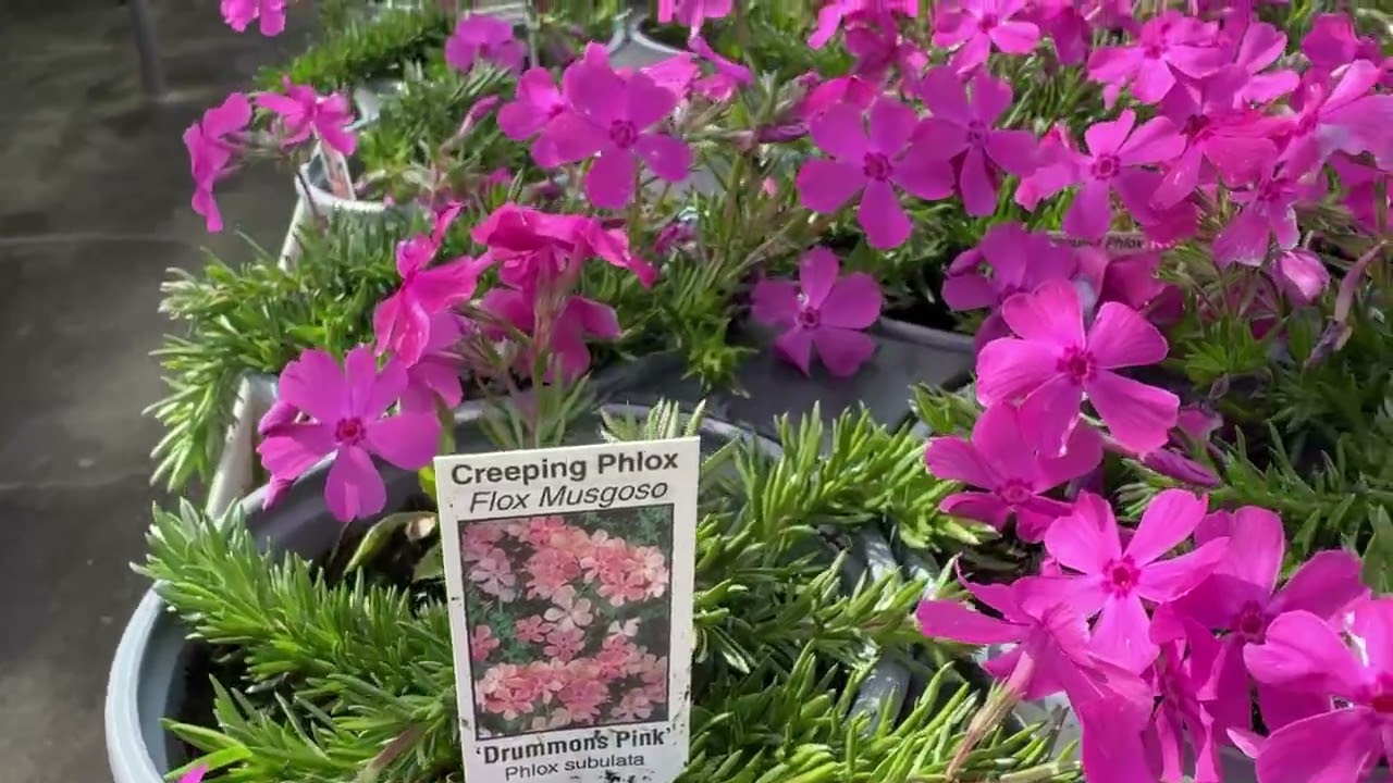 Dupont Nursery Availability 2-20-26
