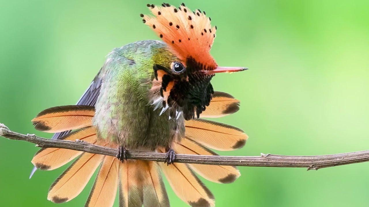 LO SPLENDORE DEGLI UCCELLI ESOTICI (THE SPLENDOR OF EXOTIC BIRDS)