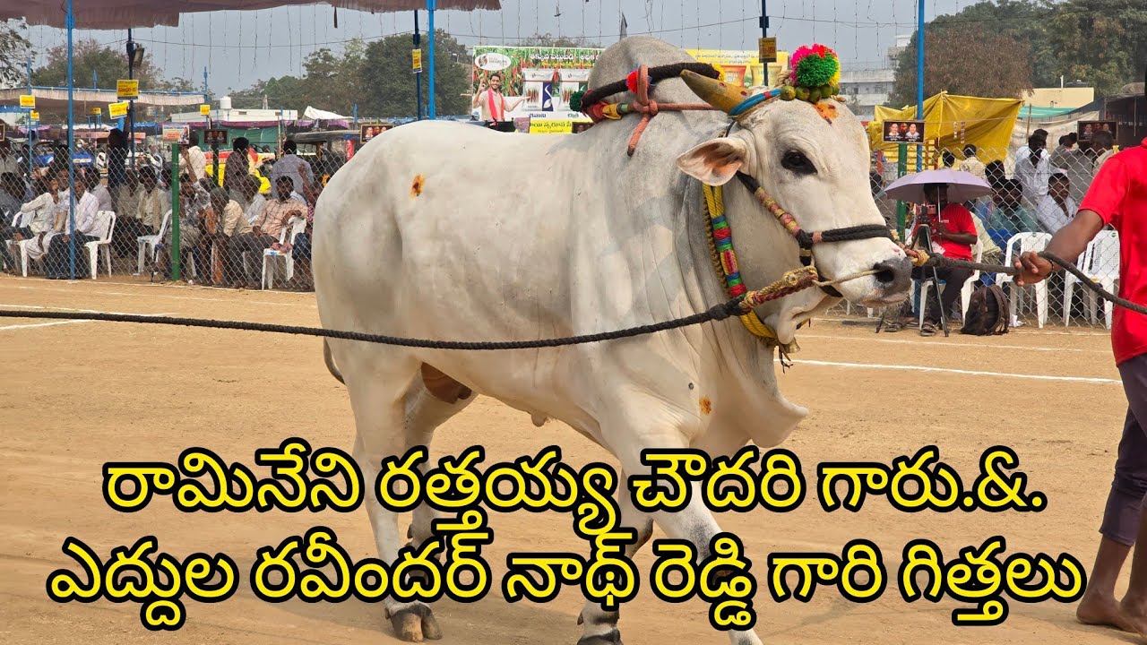 రెంటచింతల న్యూ కేటగిరి 7జత. రామినేని రత్తయ్య చౌదరి గారు.&.ఎద్దుల రవీందర్ నాథ్ రెడ్డి గారు