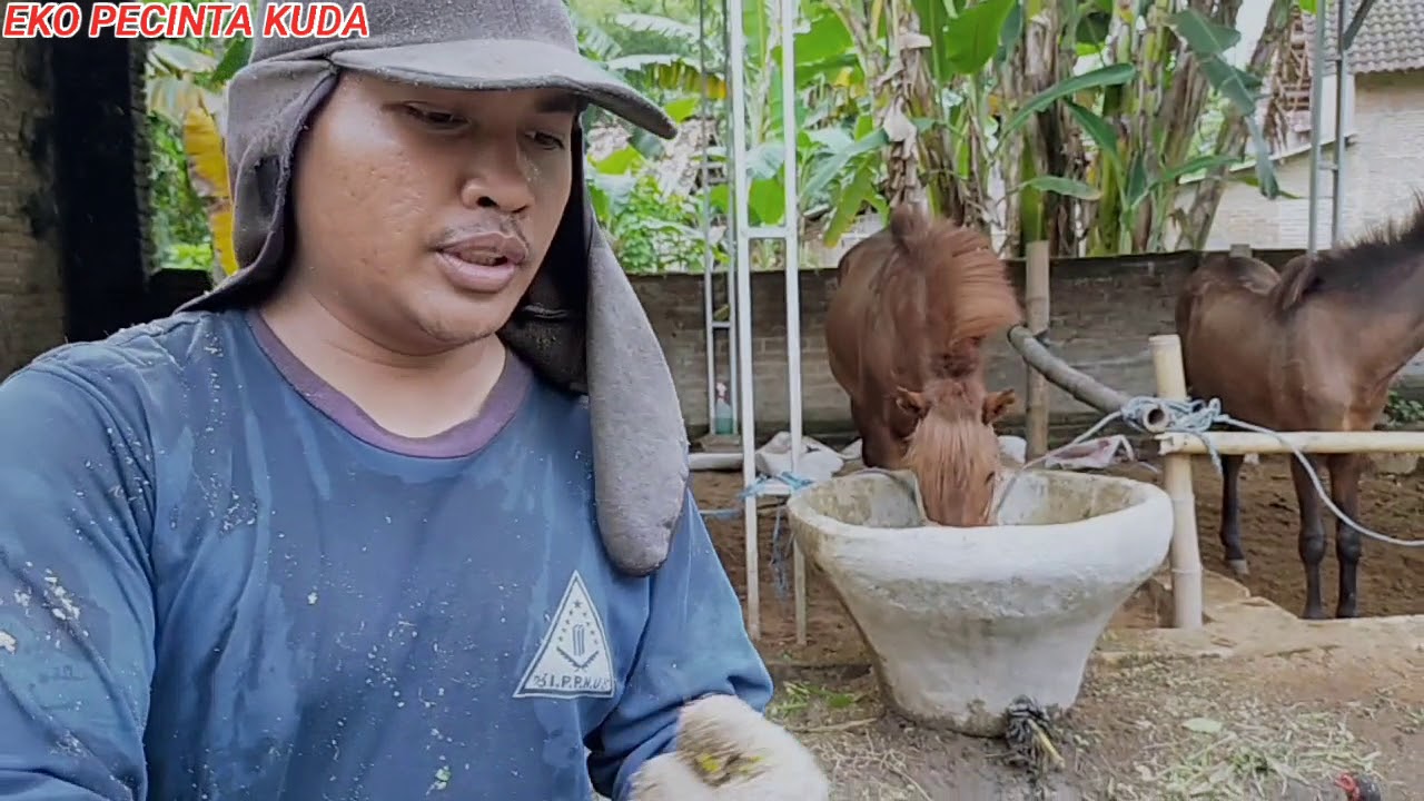 cara kasih pakan kuda biar cepat gemuk