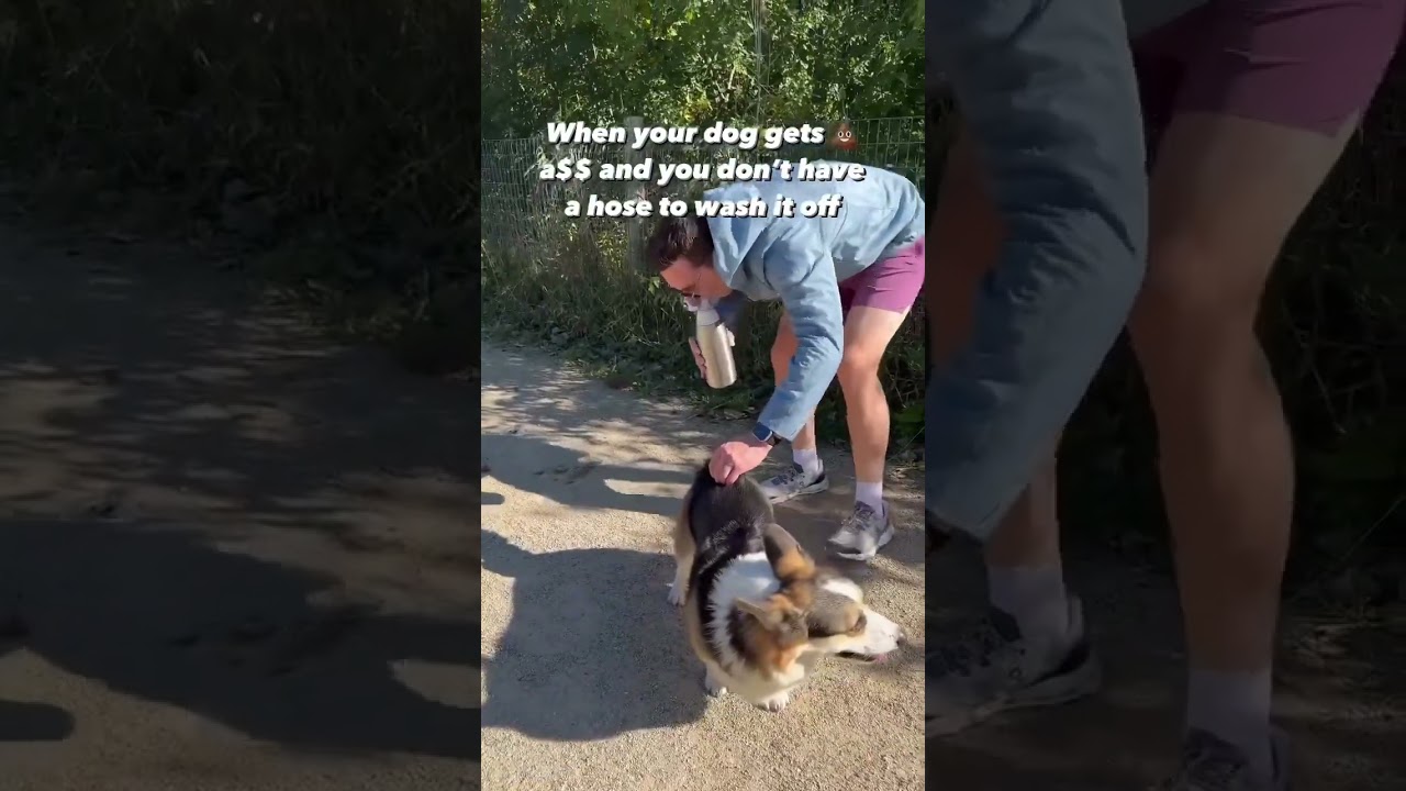 How to clean your dog&rsquo;s bum if you forgot wipes #corgi #shorts