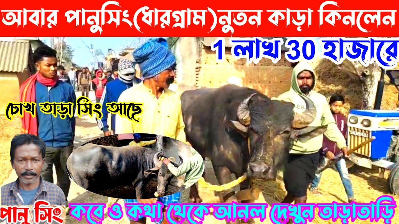 আবার পানুসিং(ধারগ্রাম)নুতন কাড়া কিনলেন ১ লক্ষ ৩০ হাজারে,চোখ তাড়া সিং আছে,কবে কোথায় দিল দেখুন,2026