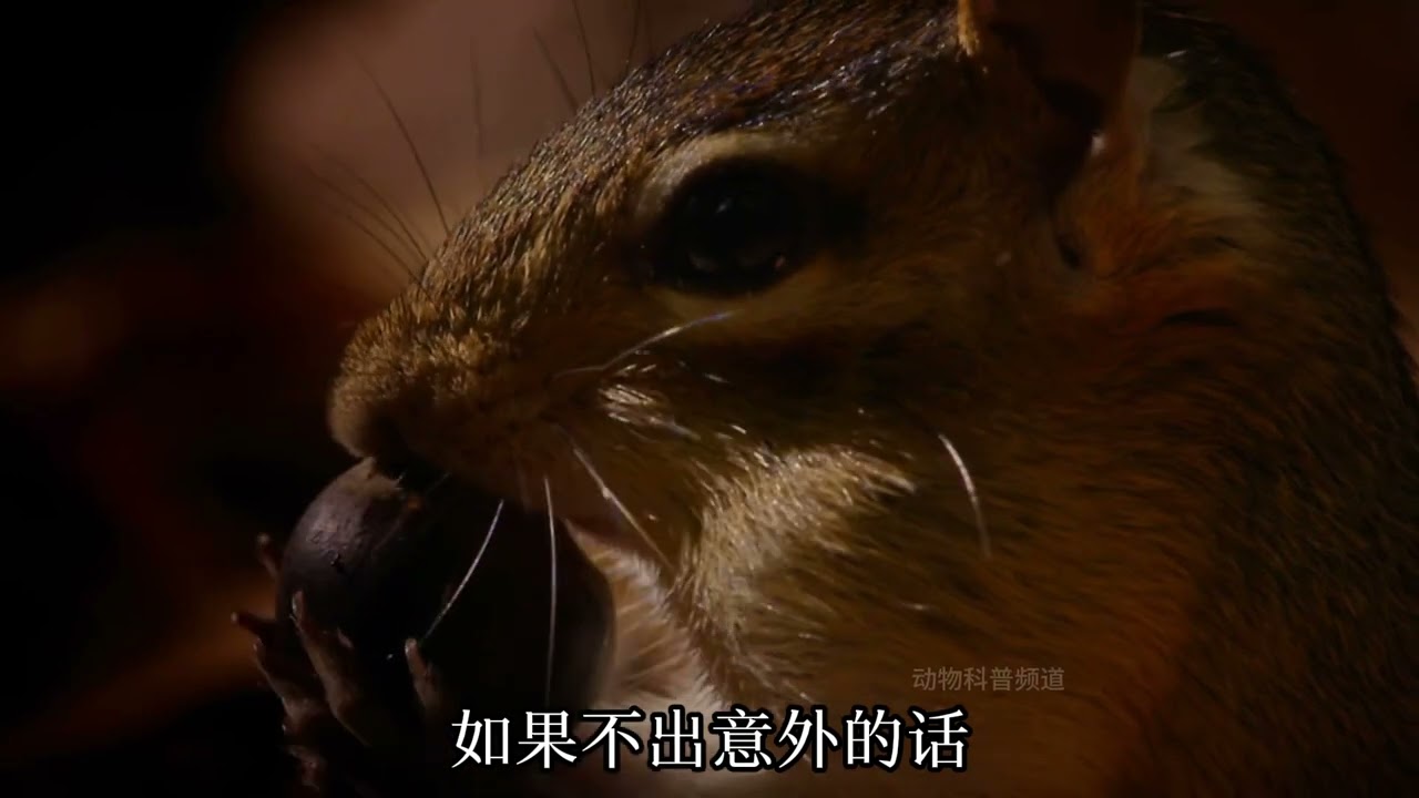 动物科普频道-松鼠：偷我的橡果就是偷我的生命#动物世界 #松鼠