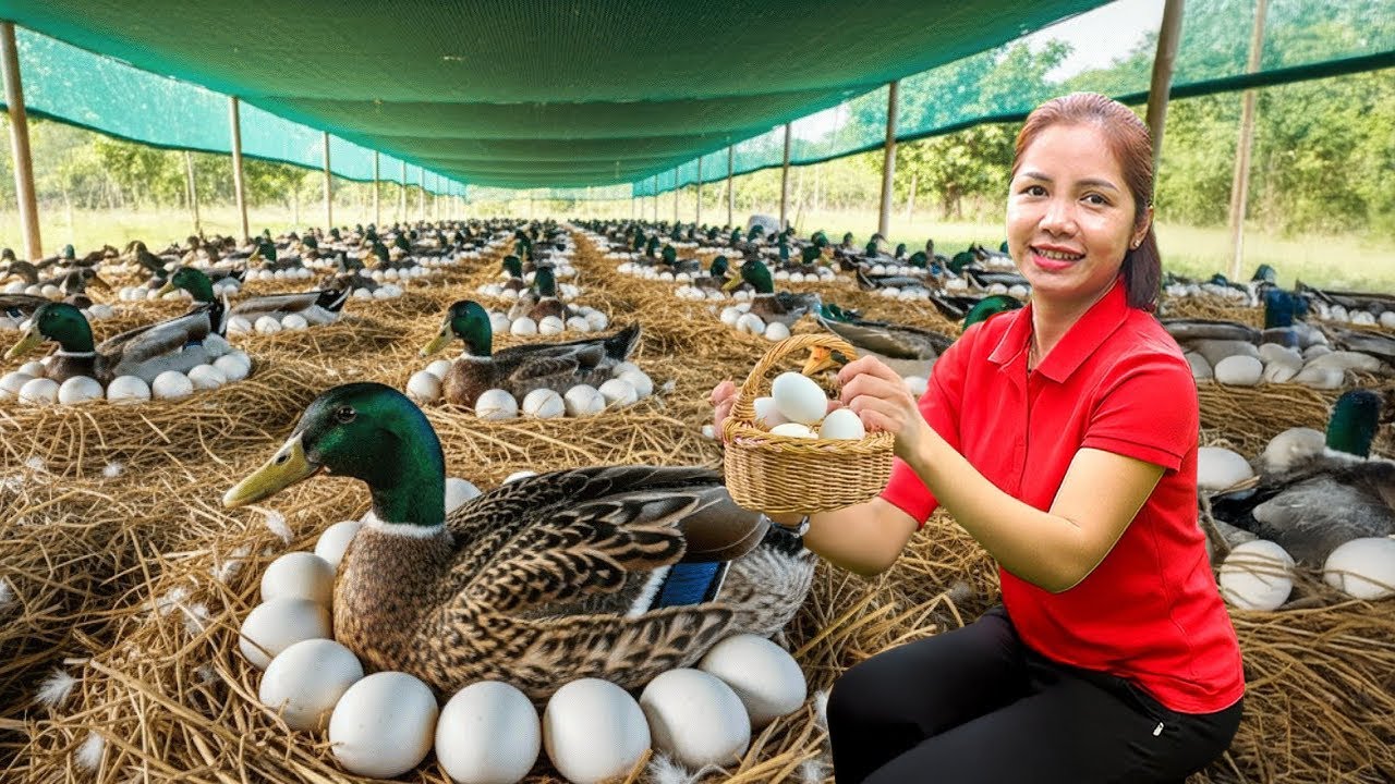 TIMELAPSE -- Harvesting Organic Big Duck Eggs Goes To Market Sell, Cook Cabbage Rolls with Meat