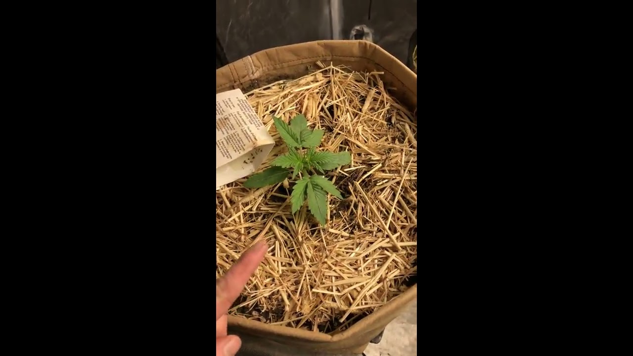 Day 70 Synergy Automatic Genetics Nextlight Mega First Organic Autoflower Grow