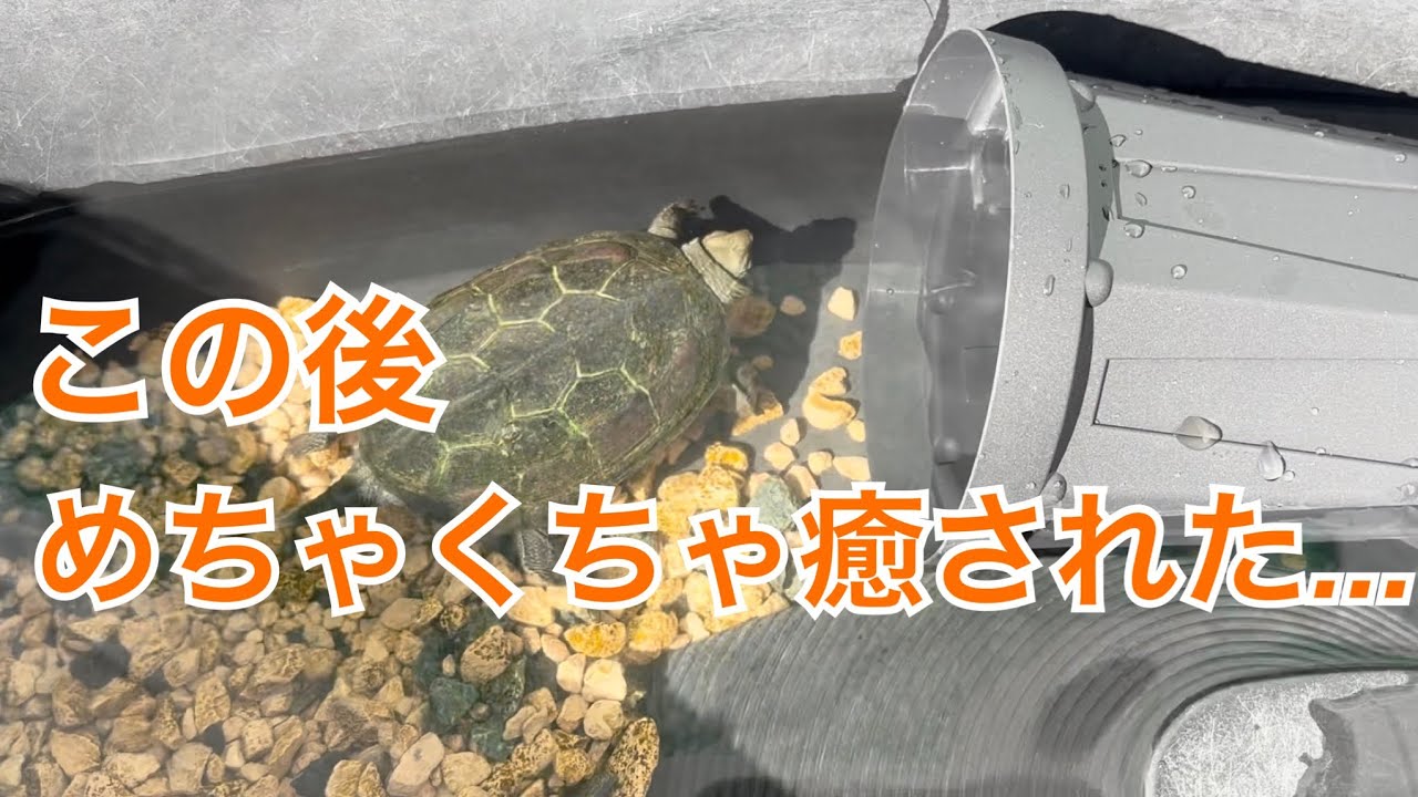 【子供クサガメの隠れ家】　#reptiles #turtle #癒し 