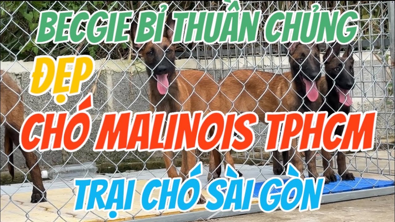 Trại chó malinois sài gòn thuần chủng đẹp - đực cái 3 tháng tuổi 10kg