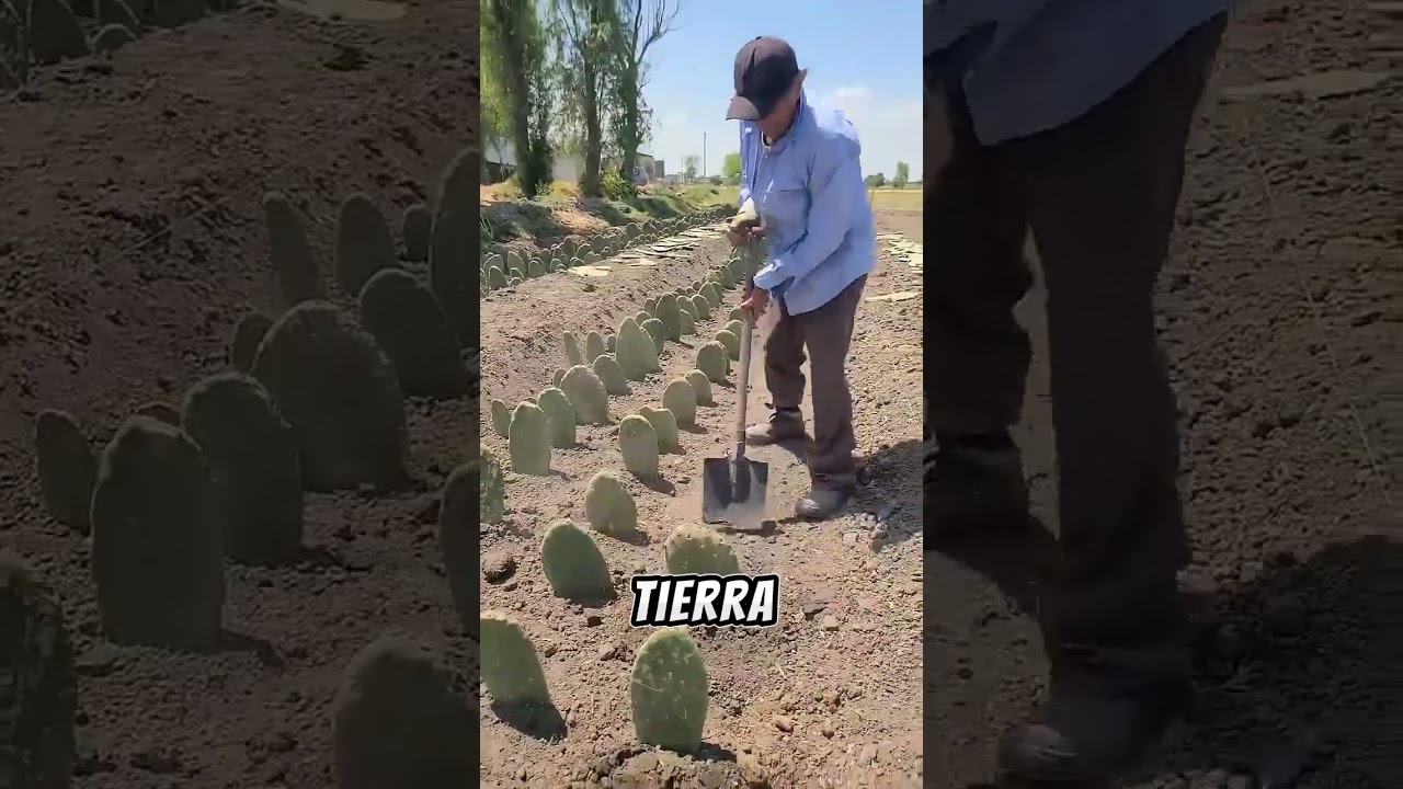 As&iacute; se siembra el nopal