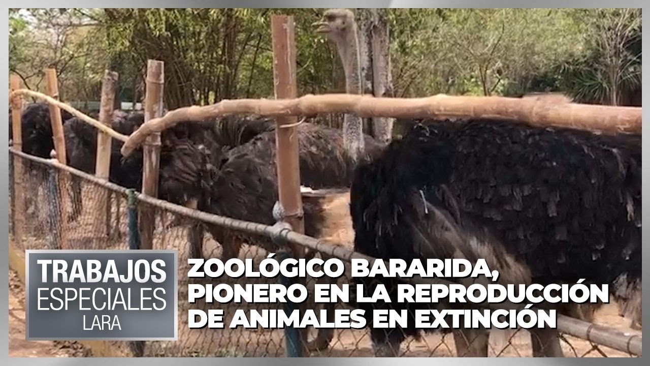 Zoológico Bararida, pionero en la reproducción de animales en extinción - Especial VPItv
