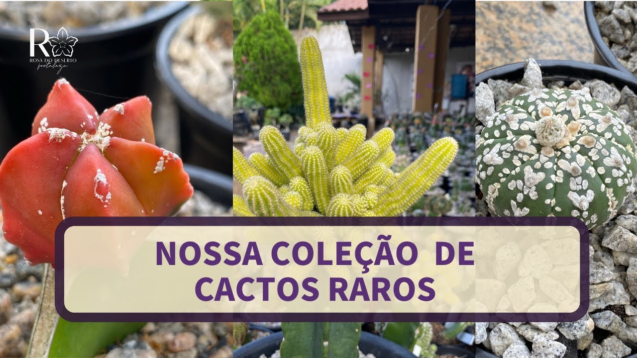 Coleção nova de cactos raros da RDF
