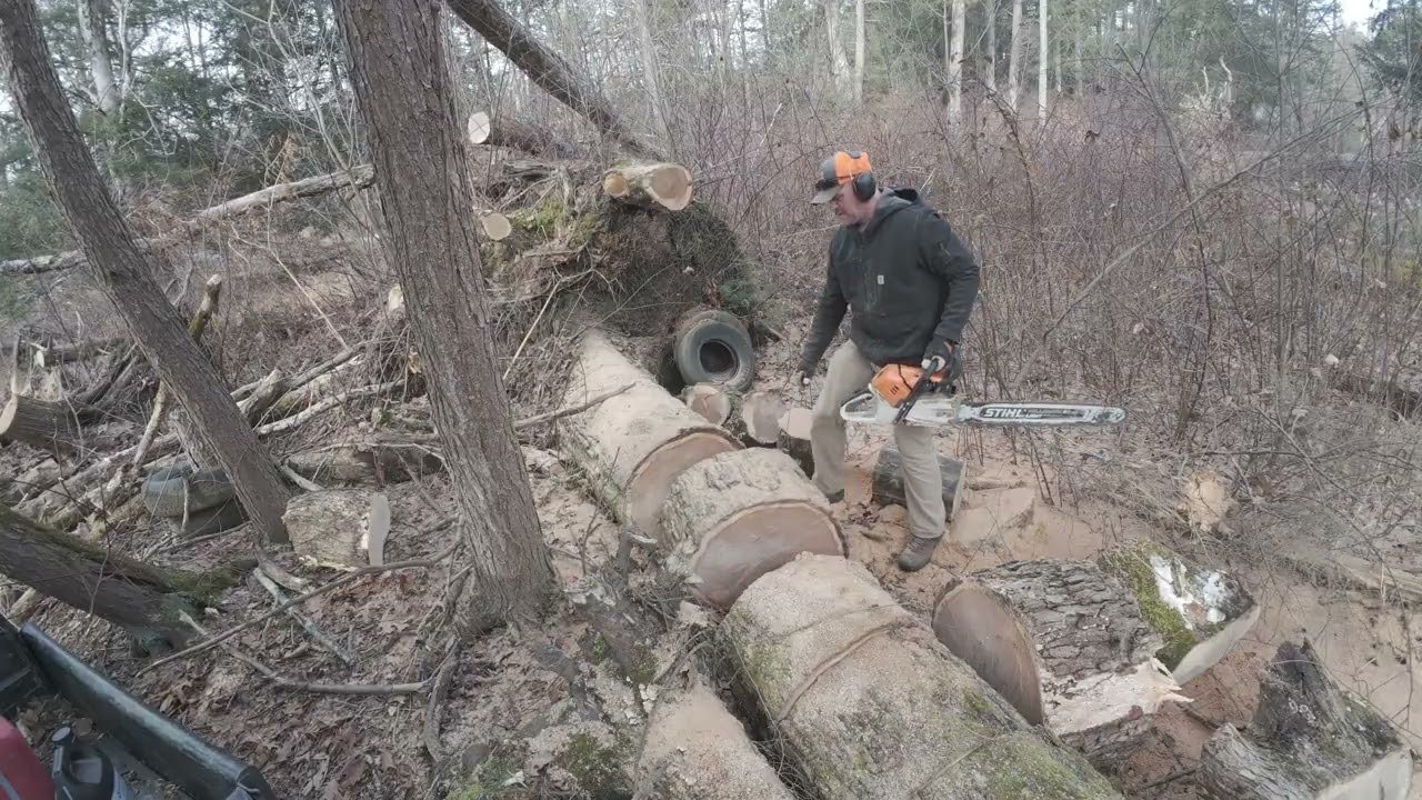 White Oak cutting session/ clean 16