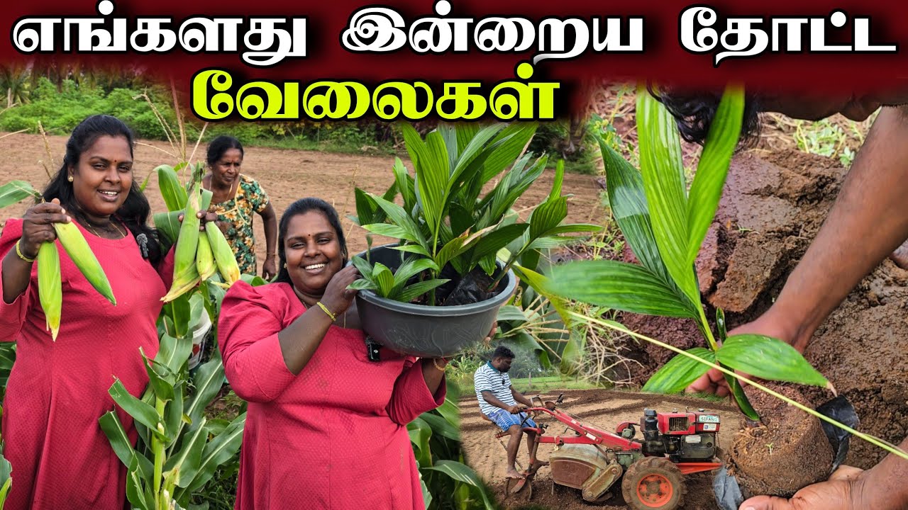 எங்களின் தோட்டமும் எங்கள் வேலையும் | our village life | vanni vlog 