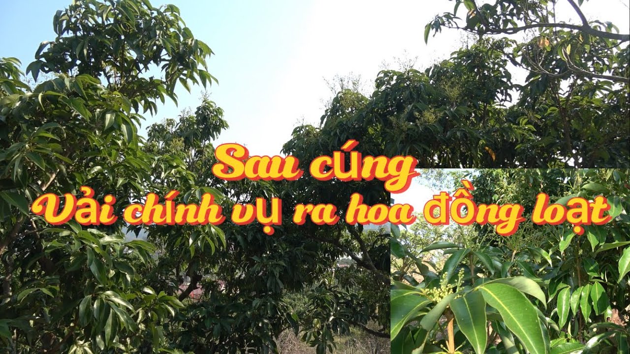 Vải thiều chính vụ sau Tết đồng loạt ra hoa vụ mùa 2026