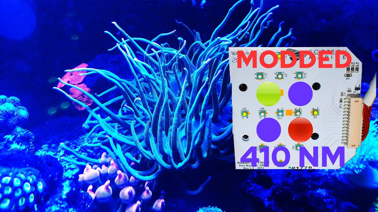 Ecotech Gen2 Ultraviole Update! Happy Coral  Light!