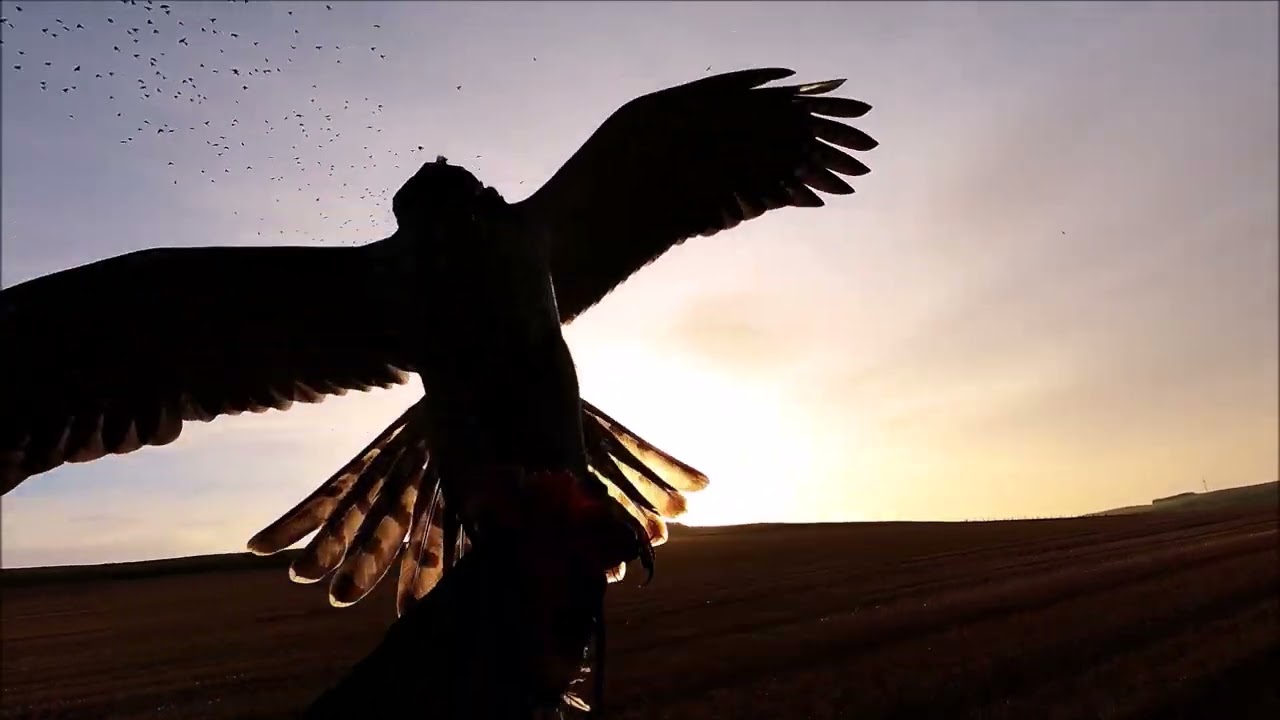 Goshawk hunting, Bob