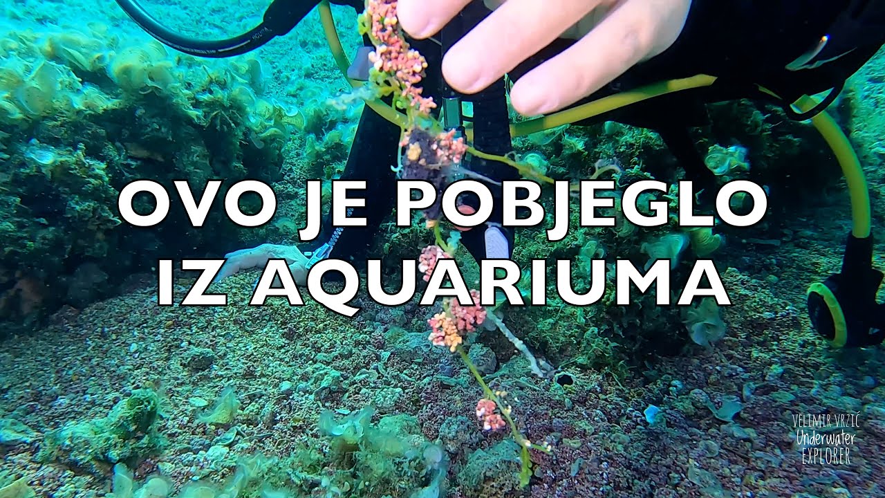 OVO JE POBJEGLO IZ AQUARIJUMA!