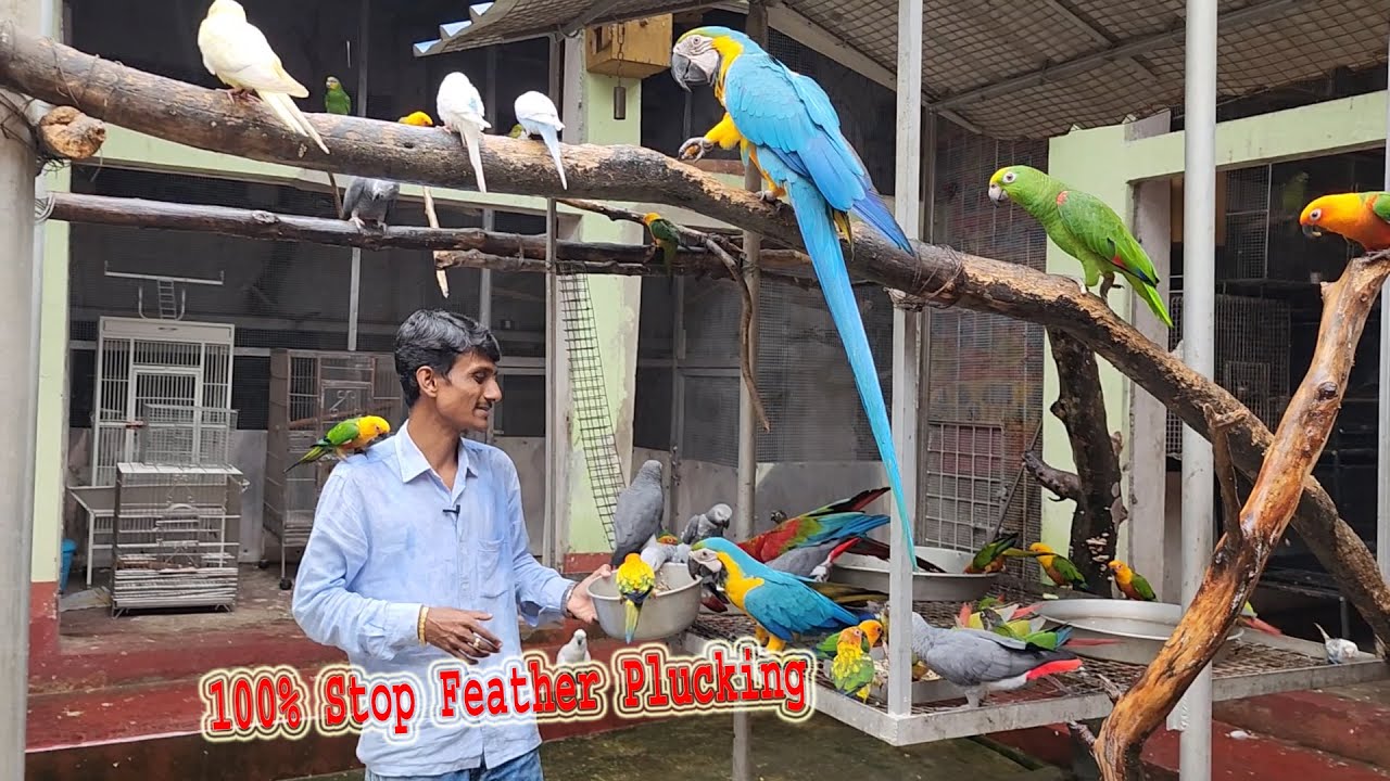 How to Stop  Parrot,s Feather Plucking...