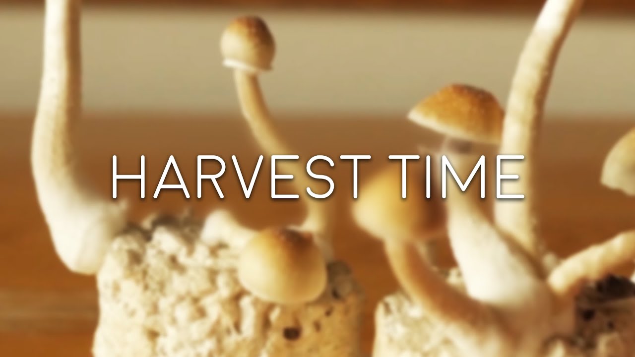 HARVEST TIME