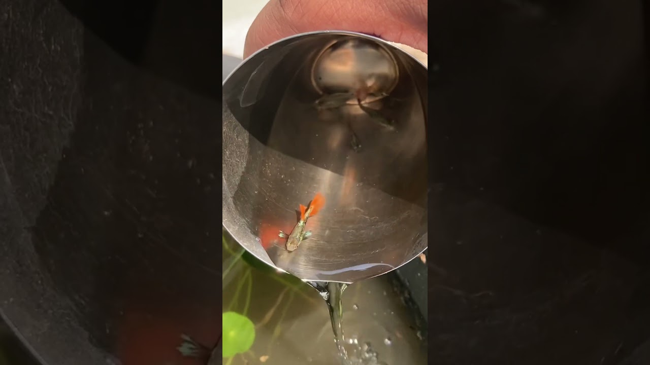 Wild Guppy | Catching Guppies from Pond