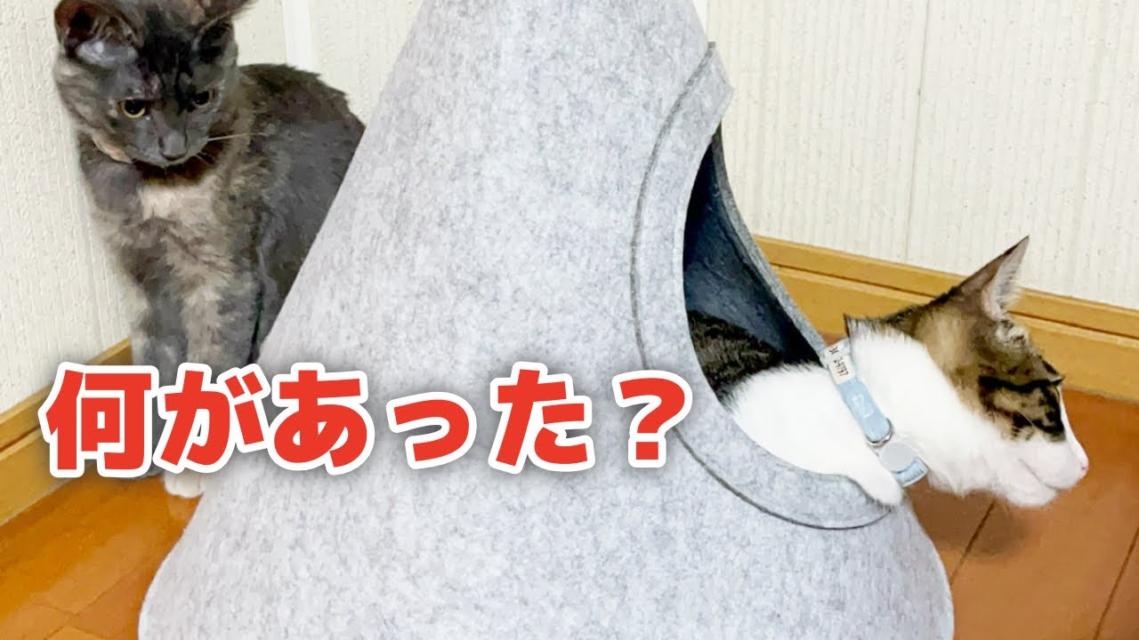 【保護仔猫】新しいアイテムを投入したら大変な事になった#猫 #猫のいる暮らし #ネコ #ねこ #子猫 #保護猫 #cat #cats #pet #pets 