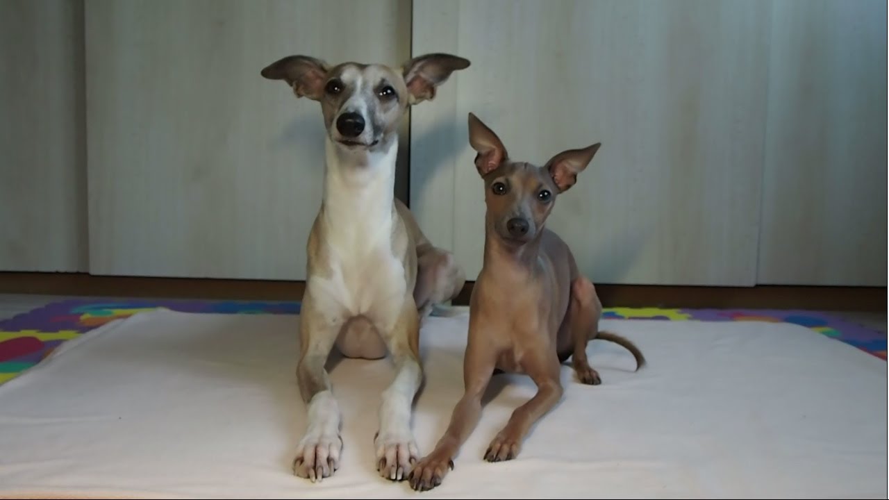 Dog tricks | Dolce the Whippet & Aslan the Italian greyhound