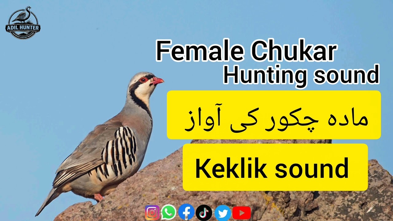 Mada Shikari Chukar Ki Awaaz | Keklik Hunting Sound | Chukar Calling for Hunting#keklik #chukar