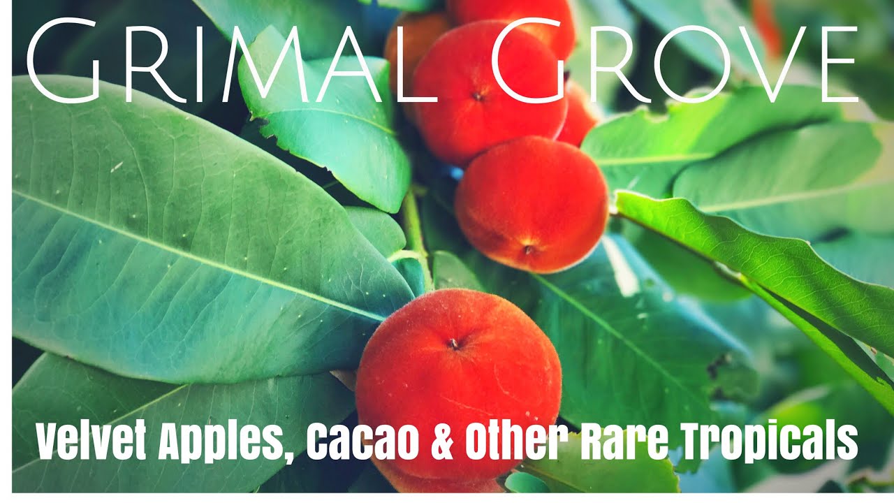 Grimal Grove:  Tropical Fruit Origin Stories from a 60+ Year Collection (Part 2)