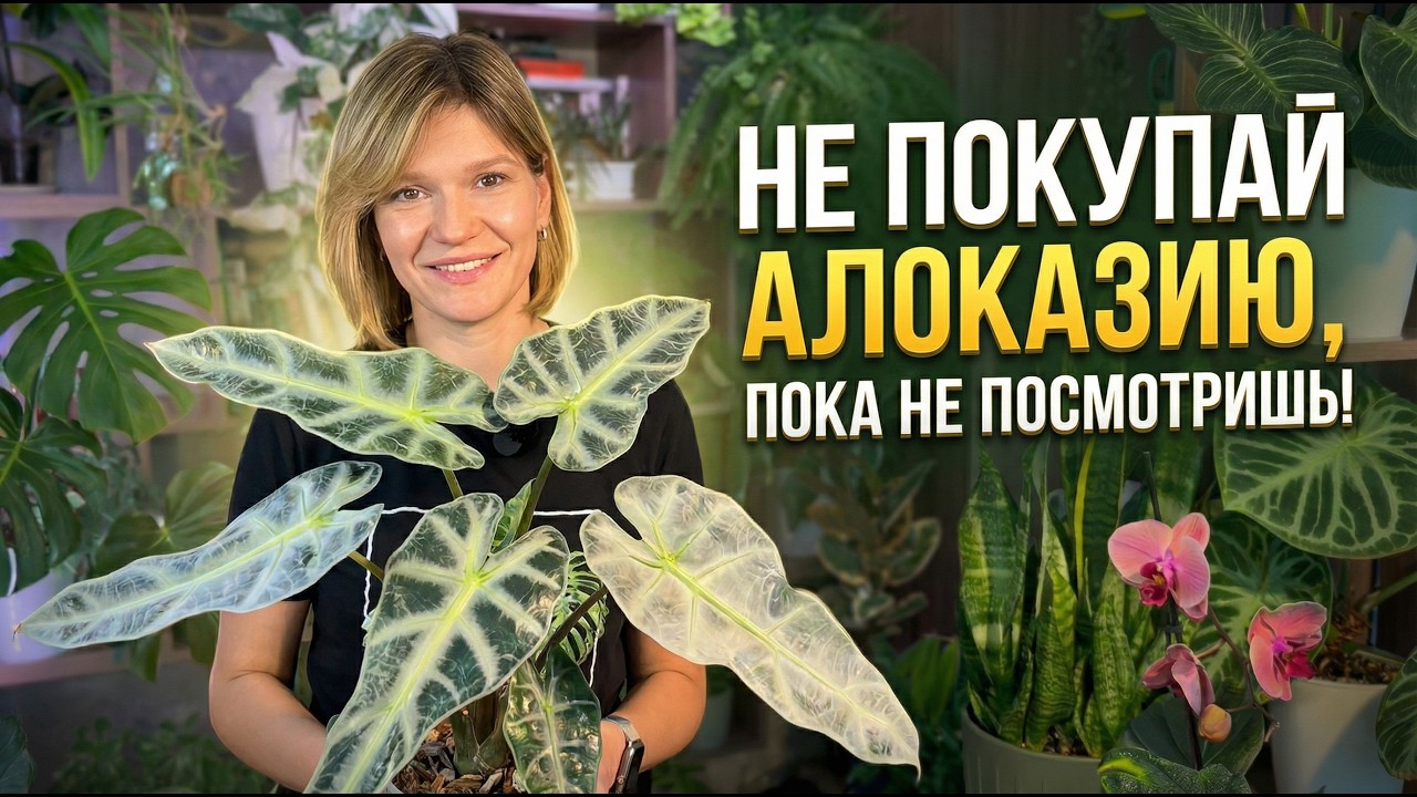 Не покупай алоказию, пока не посмотришь