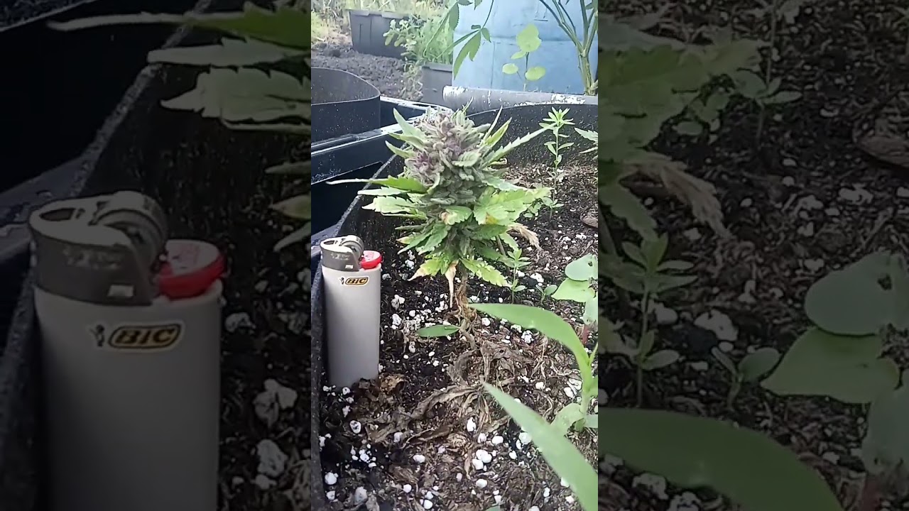 Clone to Flower Purple OG Kush #growing #cannabiscommunity #hawaii #cloning @growingHI