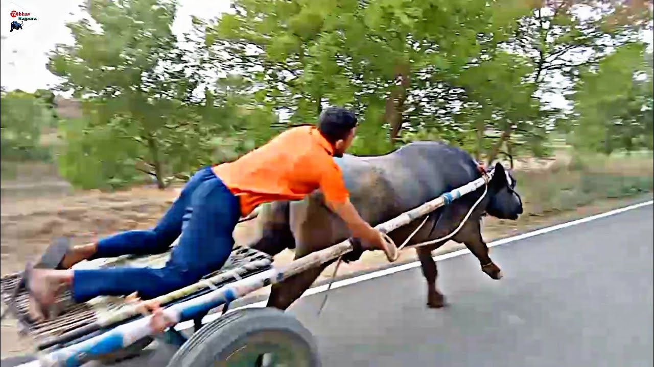 jhota race 💥 golu jamalpur 💯 hapur k pass