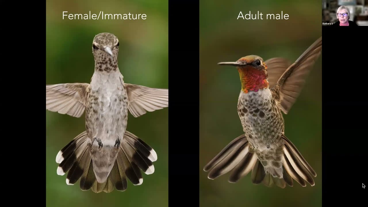 Getting to Know the Common Birds of San Diego’s North County